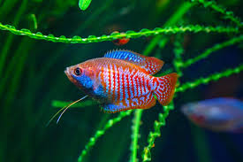 Dwarf Gourami